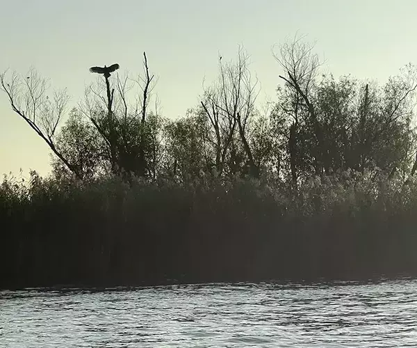 									Venice louisiaina redfish fly fishing buzzard wing drying
															