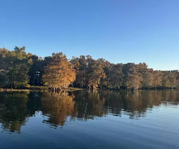 									Venice louisiaina redfish fly fishing fall shoreline
															
