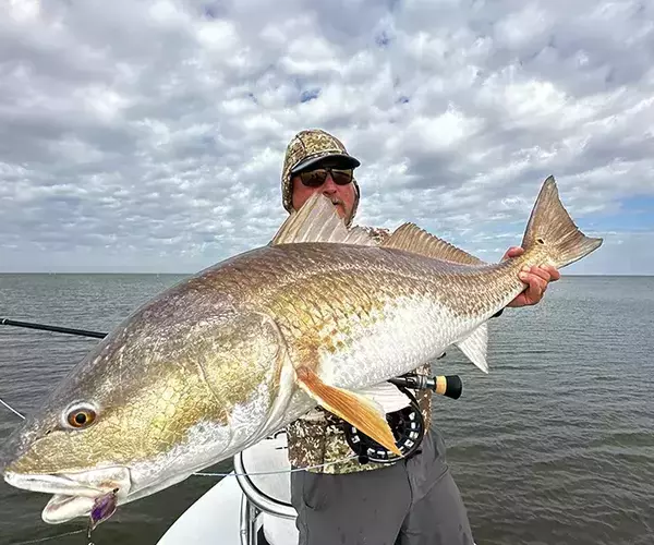 									Venice louisiaina redfish fly fishing purple crab eating redfish
															