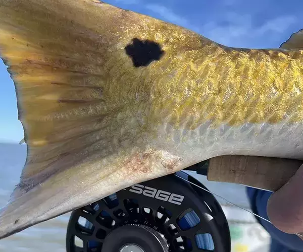 									Venice louisiaina redfish fly fishing reel tail
															