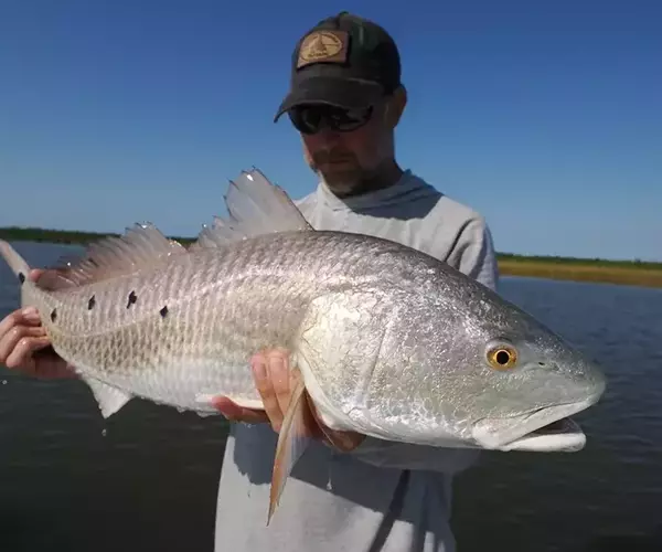 									Lousiana redfish 3 of 25
															