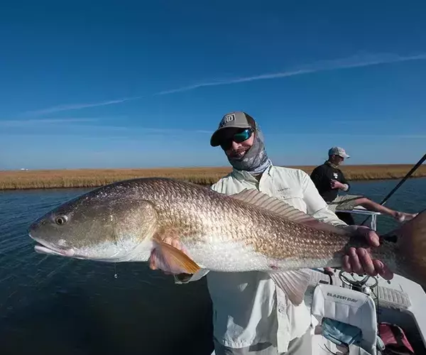 									Lousiana redfish 33 of 83
															