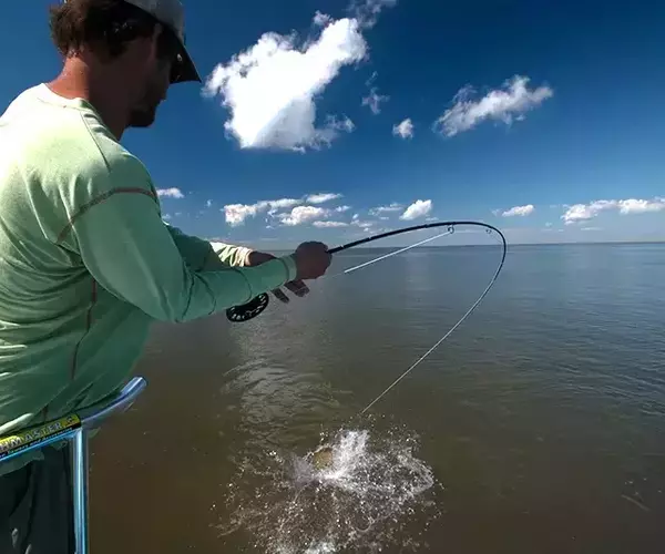 									Lousiana redfish 52 of 83
															