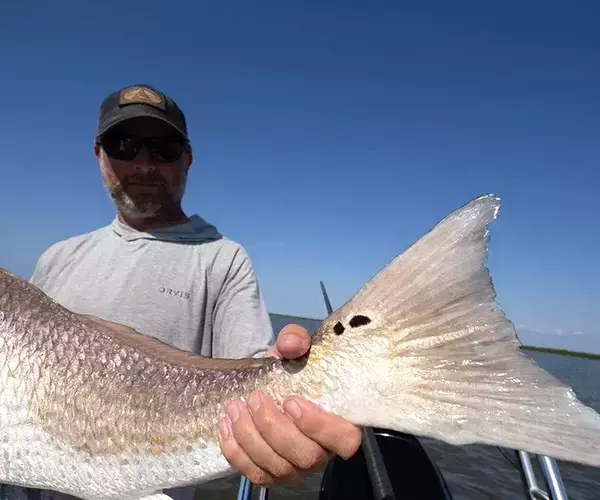 Lousiana redfish 6 of 25
