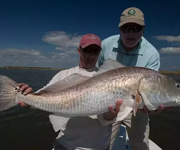 									Lousiana redfish 66 of 83
															