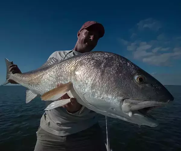 									Lousiana redfish fly fishing for bull reds
															