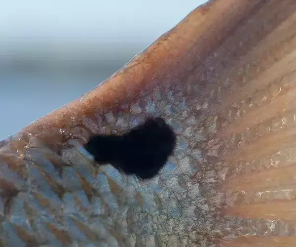 									Lousiana redfish fly fishing tailspot
															