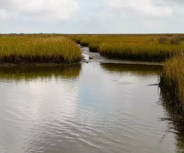 									Cocodrie lousiana redfish fly fishing 2 of 10
															