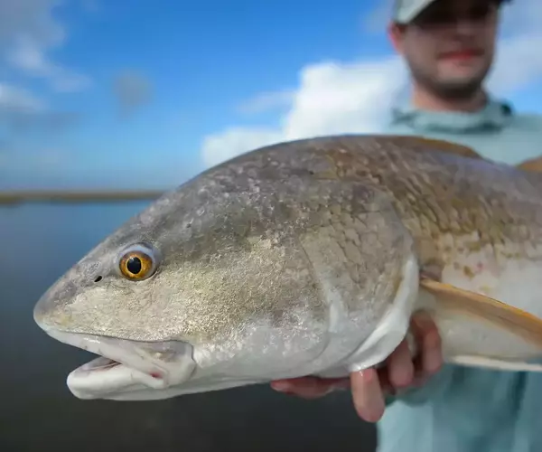 									Cocodrie lousiana redfish fly fishing 3 of 10
															