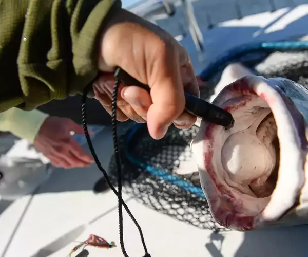 									Cocodrie lousiana redfish fly fishing 4 of 10
															