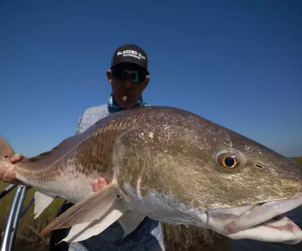 									Cocodrie lousiana redfish fly fishing 8 of 11
															