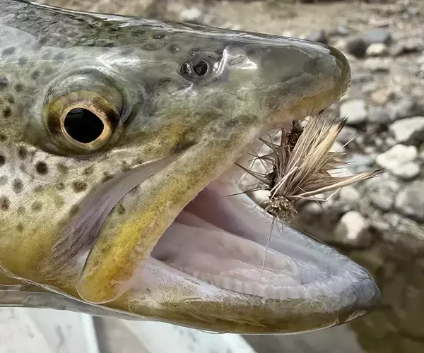 									Montana fly fishing the mothers day caddis hatch with a peacock elk hair caddis
															