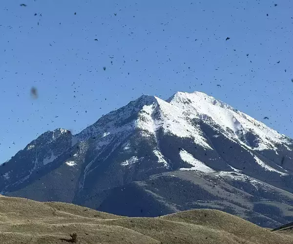 									Montana flyfishing near emigrant mt during the mothers day caddis hatch
															