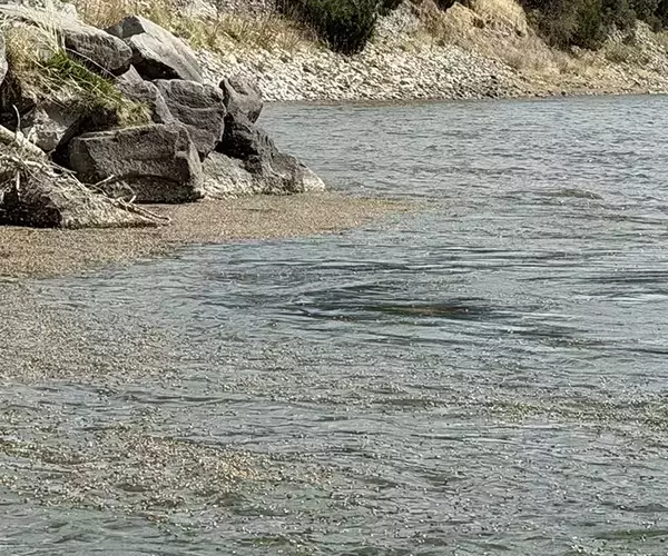 									Mothers day caddis hatch in full swing while flyfishing bozeman montana
															