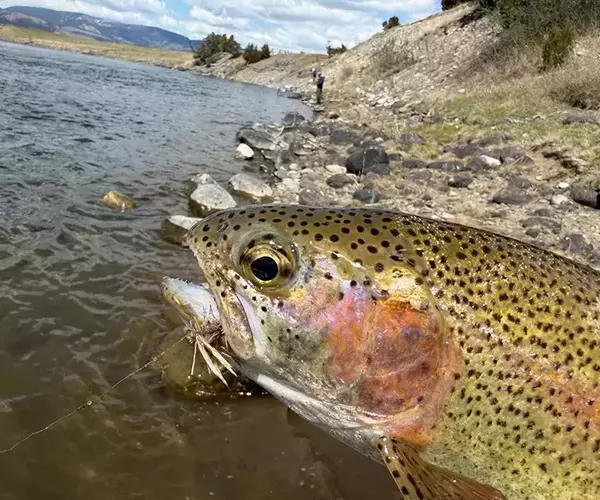 									Mothers day caddis rainbow trout fly fishing in montana
															