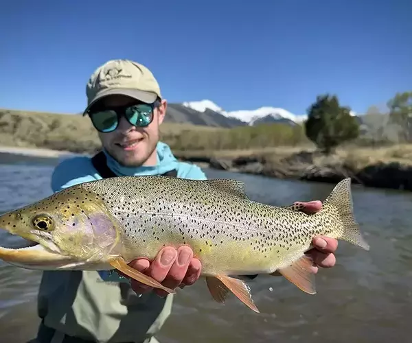 									Wild trout during mothers day caddis hatch fly fishing in montana
															