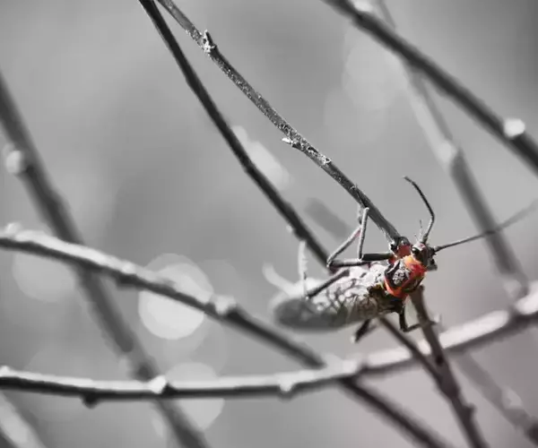 Salmonfly adult on the banks of the Big Hole River