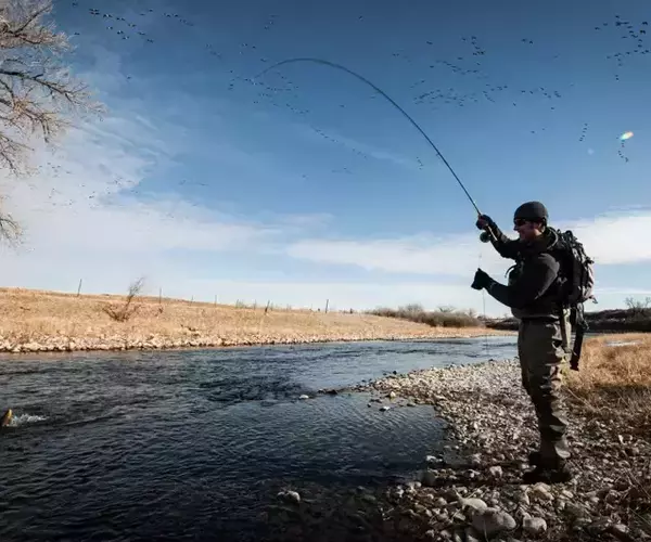 									Angler fishing the Bighorn River in Montana downstream of Afterbay Dam
															