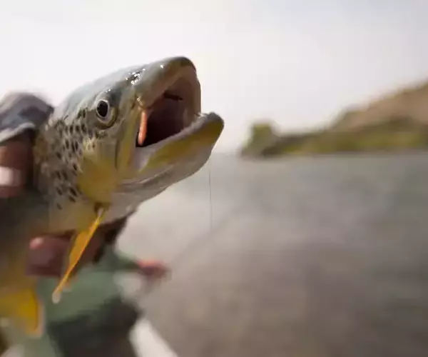 									Fly Fish Montana on Bighorn River 21
															