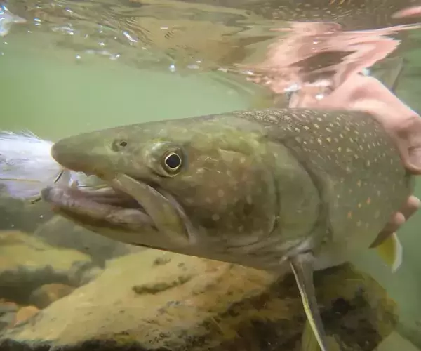 Blackfoot river fishing bull trout