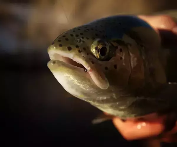 Blackfoot river fishing winter