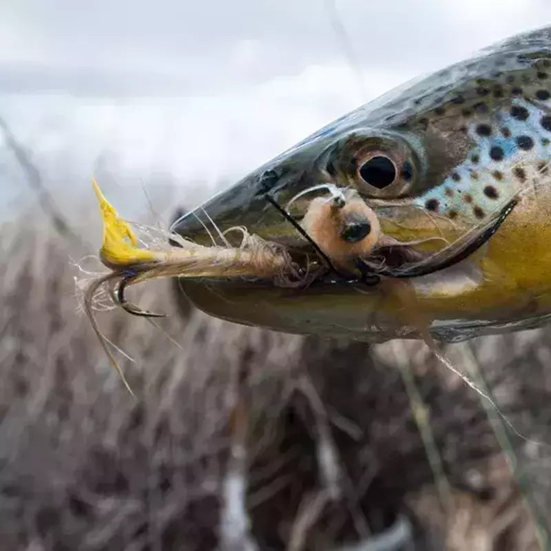 											Clark fork river fishing spring streamer eater
																						