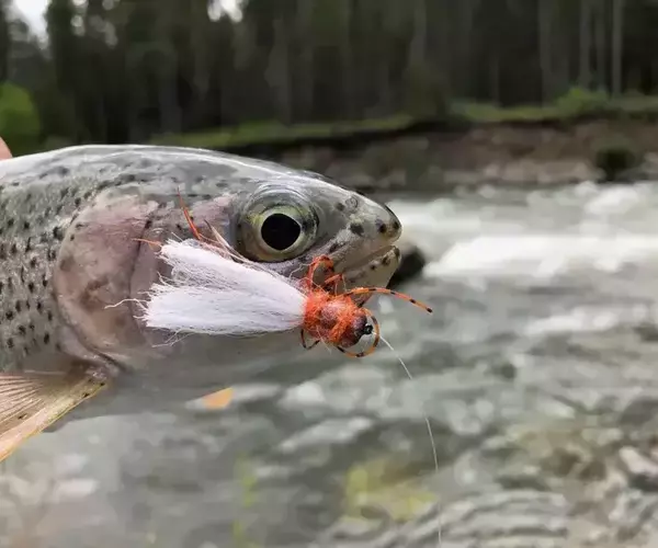Gallatin river fly fishing 04032025011