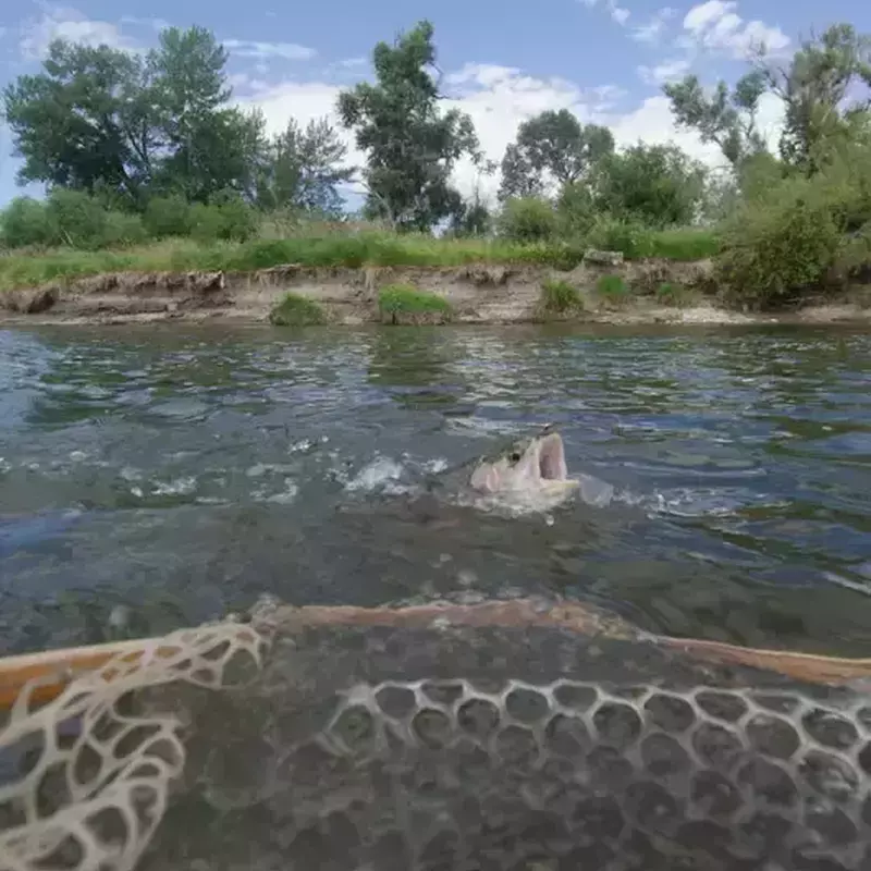 											Gallatin river fly fishing 11
																						