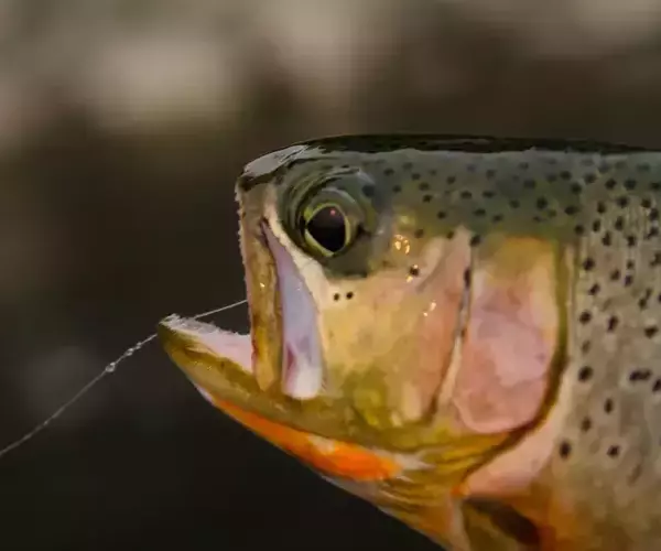 									Hyalite yellowstone cut
															