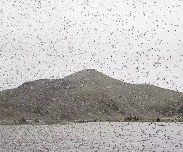 									Lower madison river caddis hatch
															