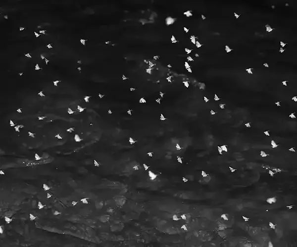 									Lower madison river fishing caddis hatch
															