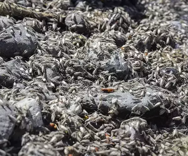 									Lower madison river fishing mothers day caddis hatch
															