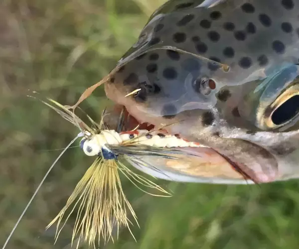 									lower madison river fishing 54
															