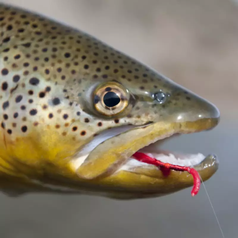 											Lower Madison Fly Fishing Guide Trip 2094
																						