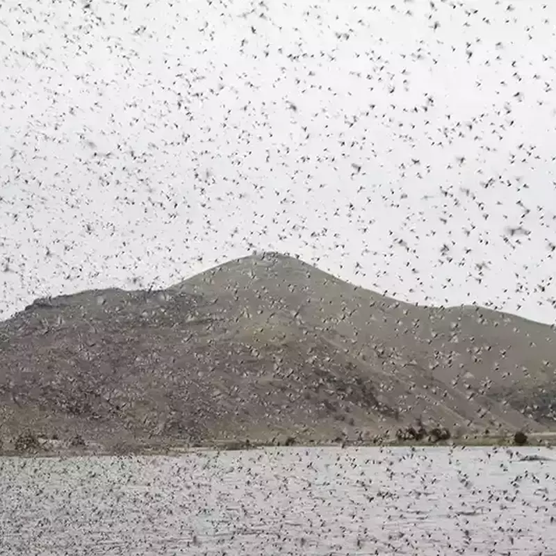 											Lower madison river caddis hatch
																						