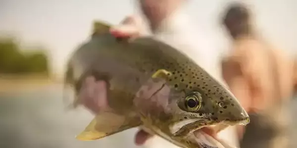 Lowe madison river rainbow trout and angler