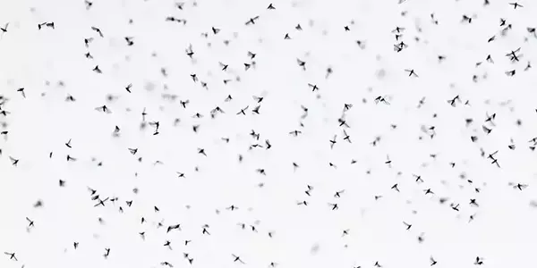 Lower madison river brown drake dry fly fishing