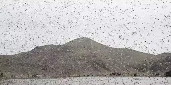 Lower madison river caddis hatch