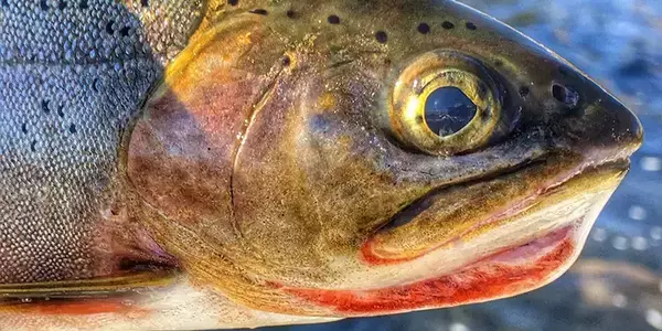 Lower madison river fishing 32
