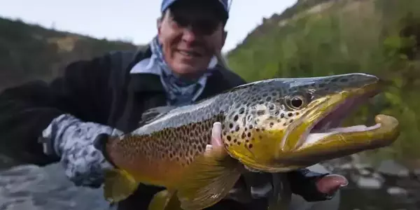 Lower madison river guide trip brown trout