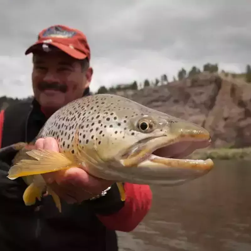 											Missouri river fishing brown trout
																						