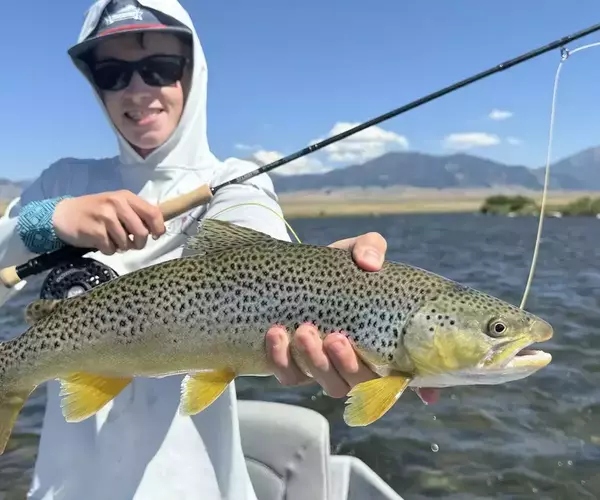Upper madison river fly fishing brown trout on a hopper