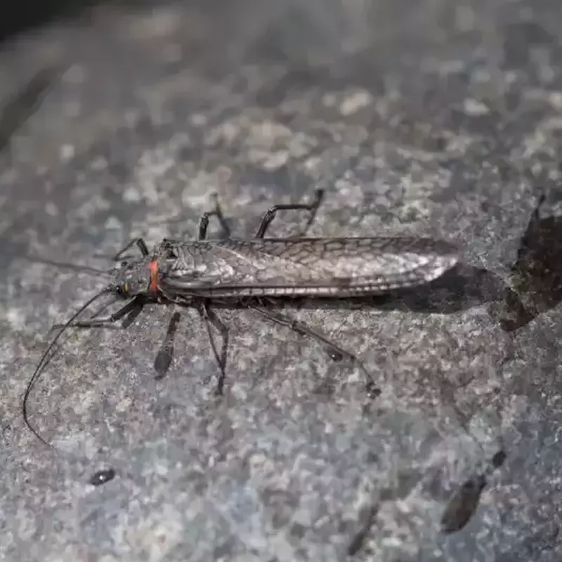 											Madison river fly fishing salmonfly
																						