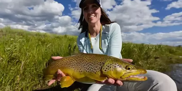 Trophy Brown trout success on a dry fly while fly fishing in Montana on the Madison River.
