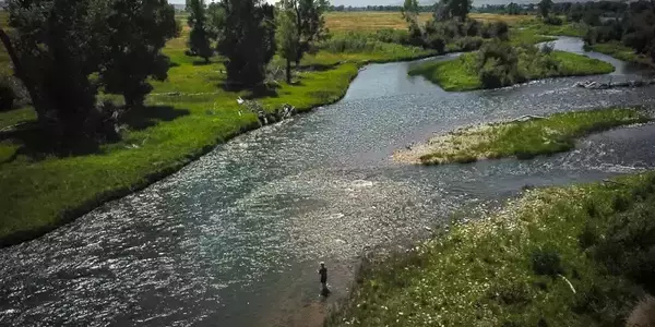 Montana angler fishing the Madison River during the summertime near Varney Bridge