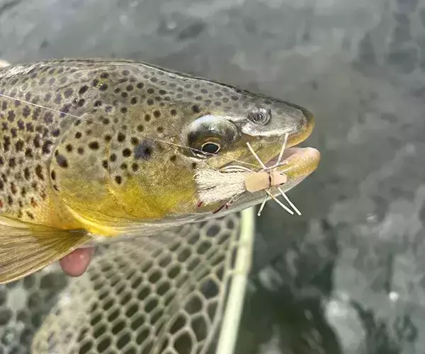 									Montana fly fishing brown trout hopper
															
