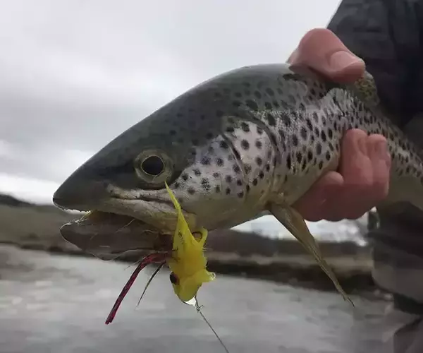 									Yellowstone river fishing 28
															