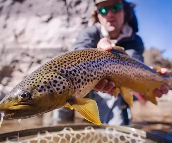 Bozeman fly fishing guide colman breckbill with a montana brown trout drip
