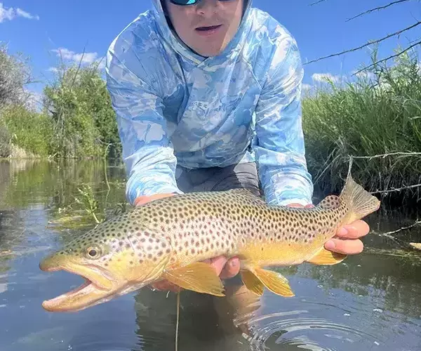 Gus prissel bozeman fly fishing backwater brown