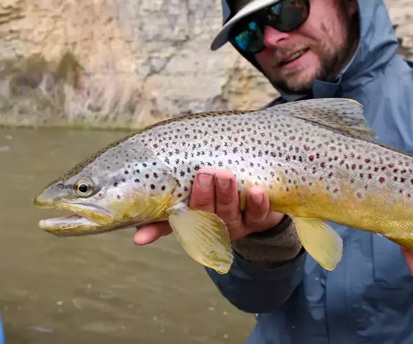 Sam hunter bozeman fly fishing guide holiding brown trout